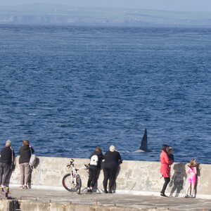 Volunteers watching orca hunting from John O’Groats pier during 2024's event