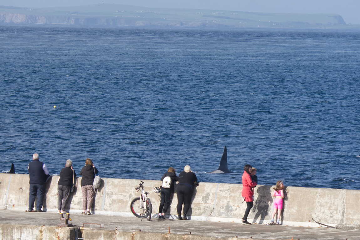 Volunteers watching orca hunting from John O’Groats pier during 2024's event