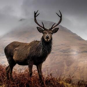 Red Deer.jpg