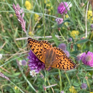 Summer resident in Dunnet Community Forest