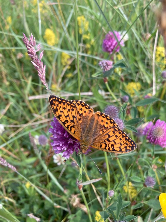 Summer resident in Dunnet Community Forest